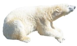 animals & polar bear free transparent png image.