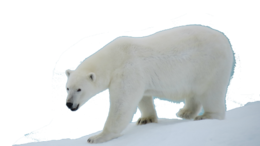 animals & Polar bear free transparent png image.