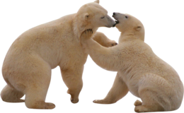 animals & Polar bear free transparent png image.