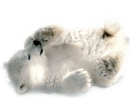 animals & Polar bear free transparent png image.