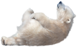 animals & Polar bear free transparent png image.