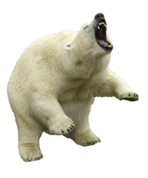 animals & polar bear free transparent png image.