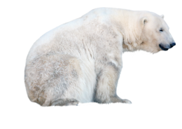 animals & Polar bear free transparent png image.