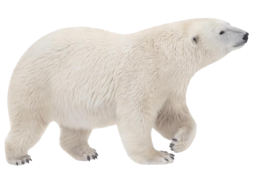 animals & Polar bear free transparent png image.