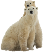 animals & Polar bear free transparent png image.