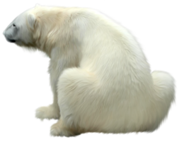 animals & polar bear free transparent png image.