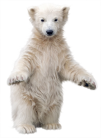 animals & Polar bear free transparent png image.