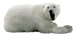 animals & Polar bear free transparent png image.