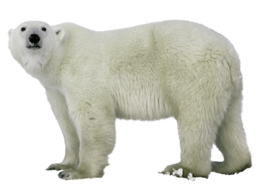 animals & Polar bear free transparent png image.