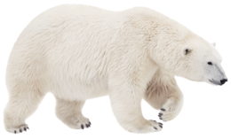 animals & Polar bear free transparent png image.