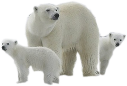 animals & Polar bear free transparent png image.