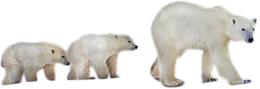 animals & Polar bear free transparent png image.