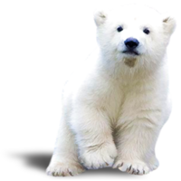 animals & polar bear free transparent png image.