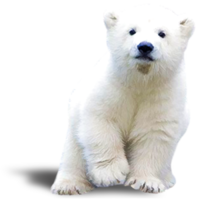 animals & Polar bear free transparent png image.