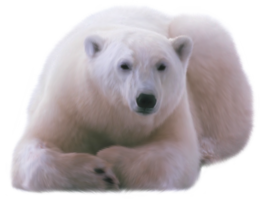 animals & Polar bear free transparent png image.