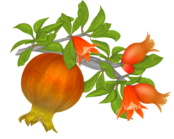 fruits & Pomegranate free transparent png image.