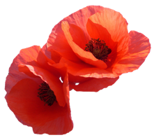 flowers & Poppy flower free transparent png image.