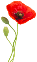 flowers & poppy flower free transparent png image.