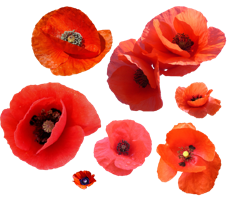 flowers & poppy flower free transparent png image.