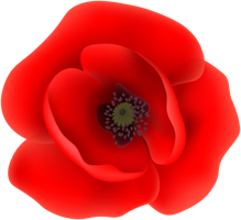 flowers & Poppy flower free transparent png image.