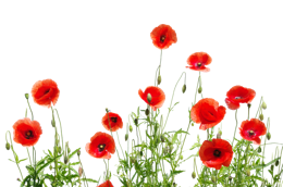 flowers & poppy flower free transparent png image.