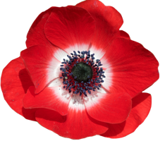 flowers & Poppy flower free transparent png image.