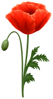 flowers & poppy flower free transparent png image.