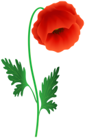 flowers & poppy flower free transparent png image.