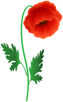 flowers & Poppy flower free transparent png image.