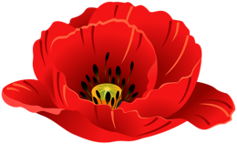 flowers & Poppy flower free transparent png image.