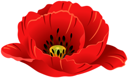 flowers & poppy flower free transparent png image.