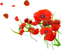 flowers & poppy flower free transparent png image.