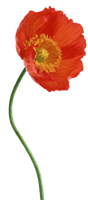 flowers & poppy flower free transparent png image.