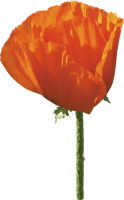 flowers & Poppy flower free transparent png image.