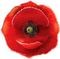 flowers & Poppy flower free transparent png image.