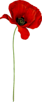 flowers & poppy flower free transparent png image.