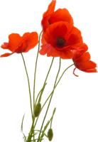 flowers & Poppy flower free transparent png image.