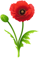 flowers & poppy flower free transparent png image.