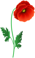 flowers & poppy flower free transparent png image.