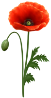 flowers & Poppy flower free transparent png image.