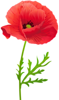 flowers & poppy flower free transparent png image.