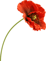 flowers & poppy flower free transparent png image.