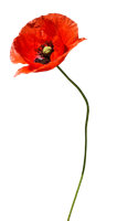 flowers & poppy flower free transparent png image.