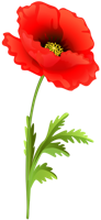 flowers & poppy flower free transparent png image.