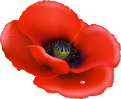 flowers & Poppy flower free transparent png image.