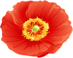 flowers & poppy flower free transparent png image.