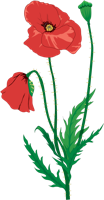 flowers & poppy flower free transparent png image.