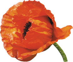 flowers & poppy flower free transparent png image.