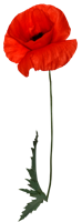 flowers & Poppy flower free transparent png image.