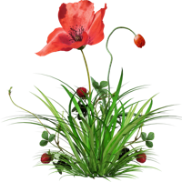 flowers & poppy flower free transparent png image.